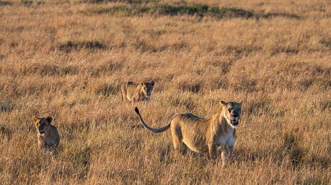 Sudáfrica: 14 leones escaparon del parque natural más grande del país. Foto: Getty Images