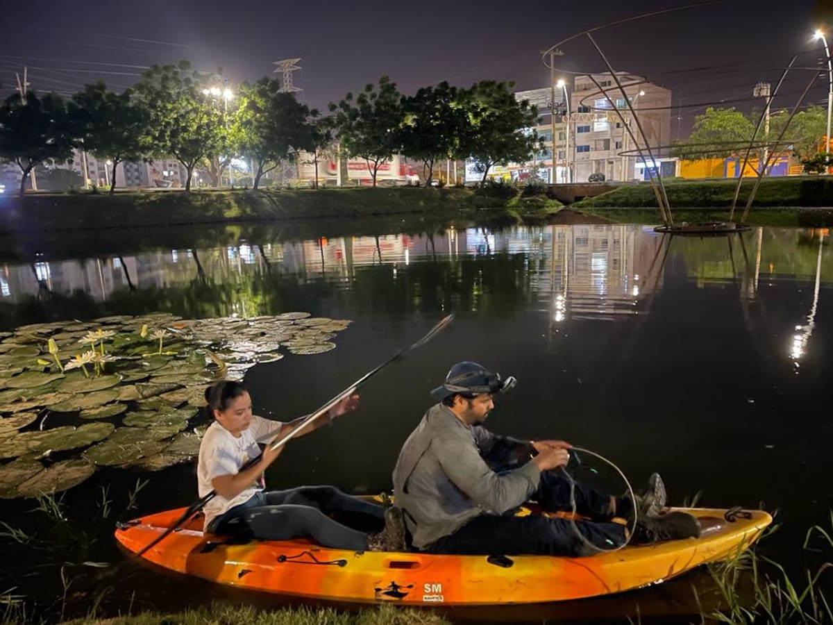 Será reubicada en otro ecosistema: Babilla del Parque del Agua en Santa Marta