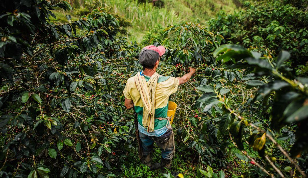 Producción de café. Foto: Getty Images.