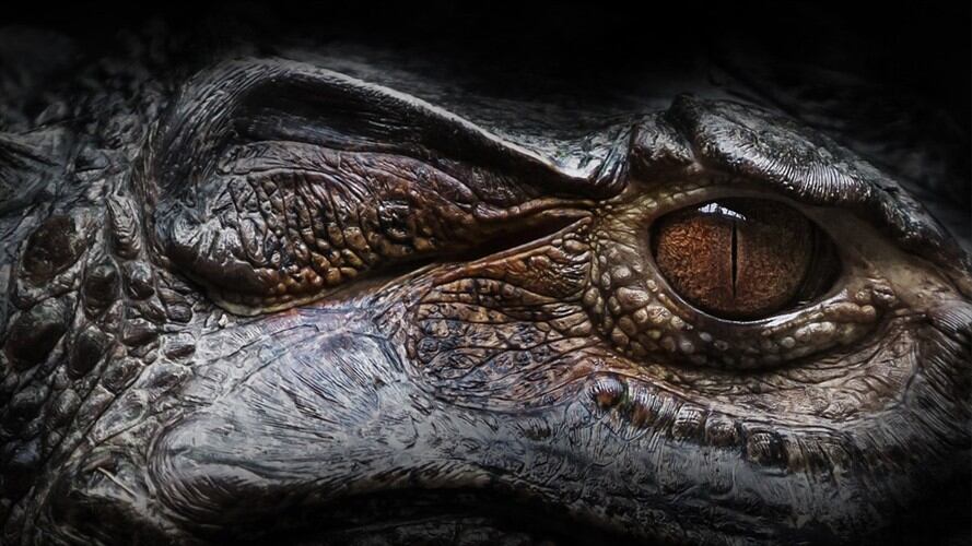 “Feroz ataque” de caimán al cuadro de una tortuga quedó registrado en video. Foto: Pixabay