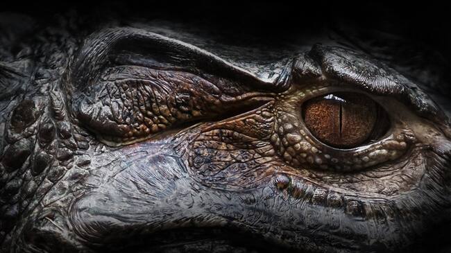 “Feroz ataque” de caimán al cuadro de una tortuga quedó registrado en video. Foto: Pixabay