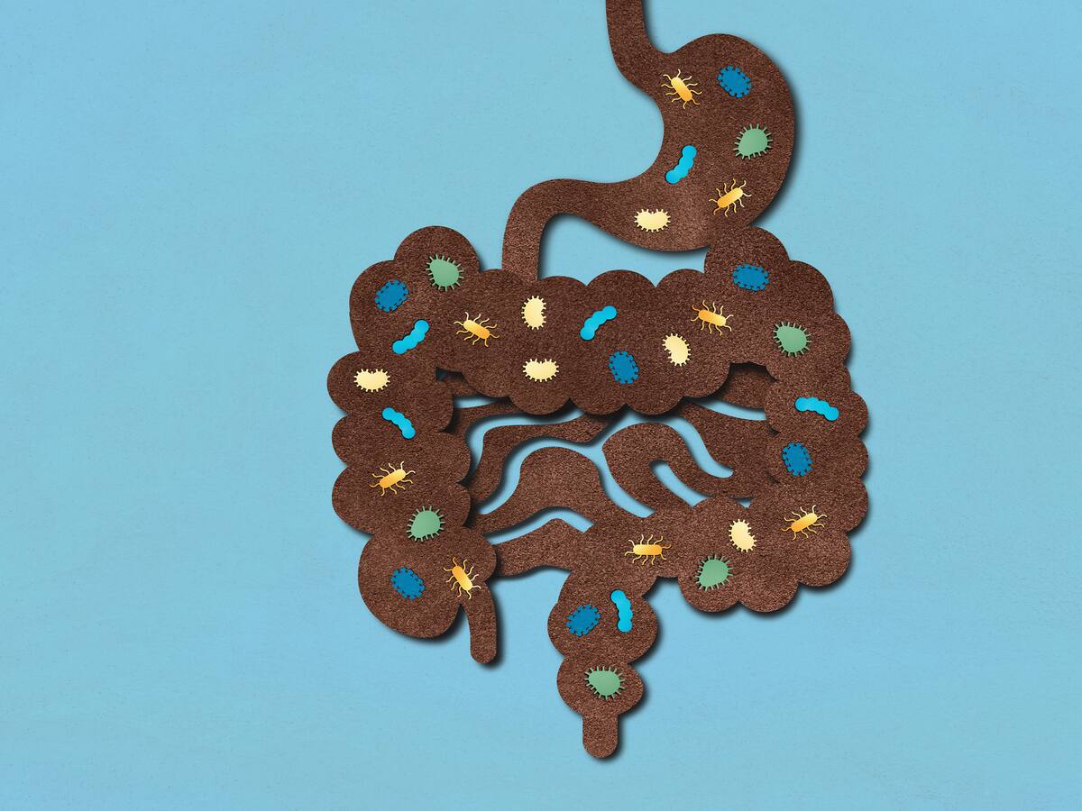 ABC del trasplante de materia fecal en humanos: ¿qué es y cómo se hace?