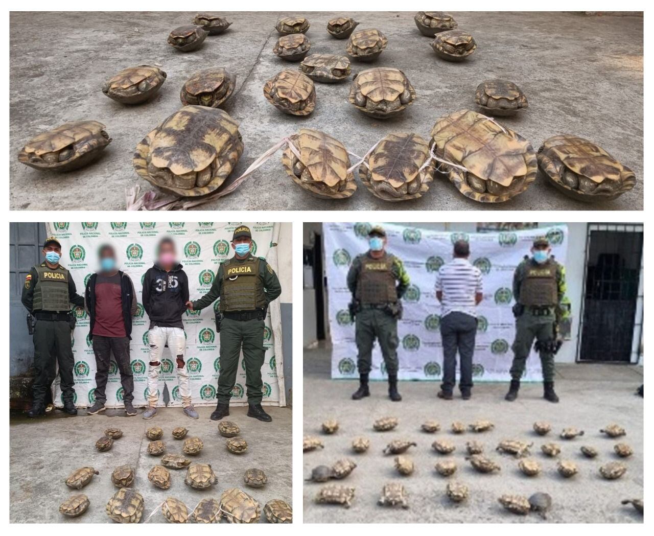 Capturan a tres hombres por traficar hicoteas en Córdoba. Foto: Policía. 