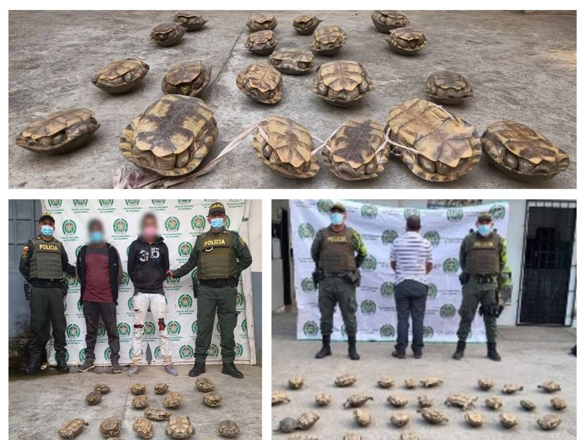 Capturan a tres hombres por traficar hicoteas en Córdoba