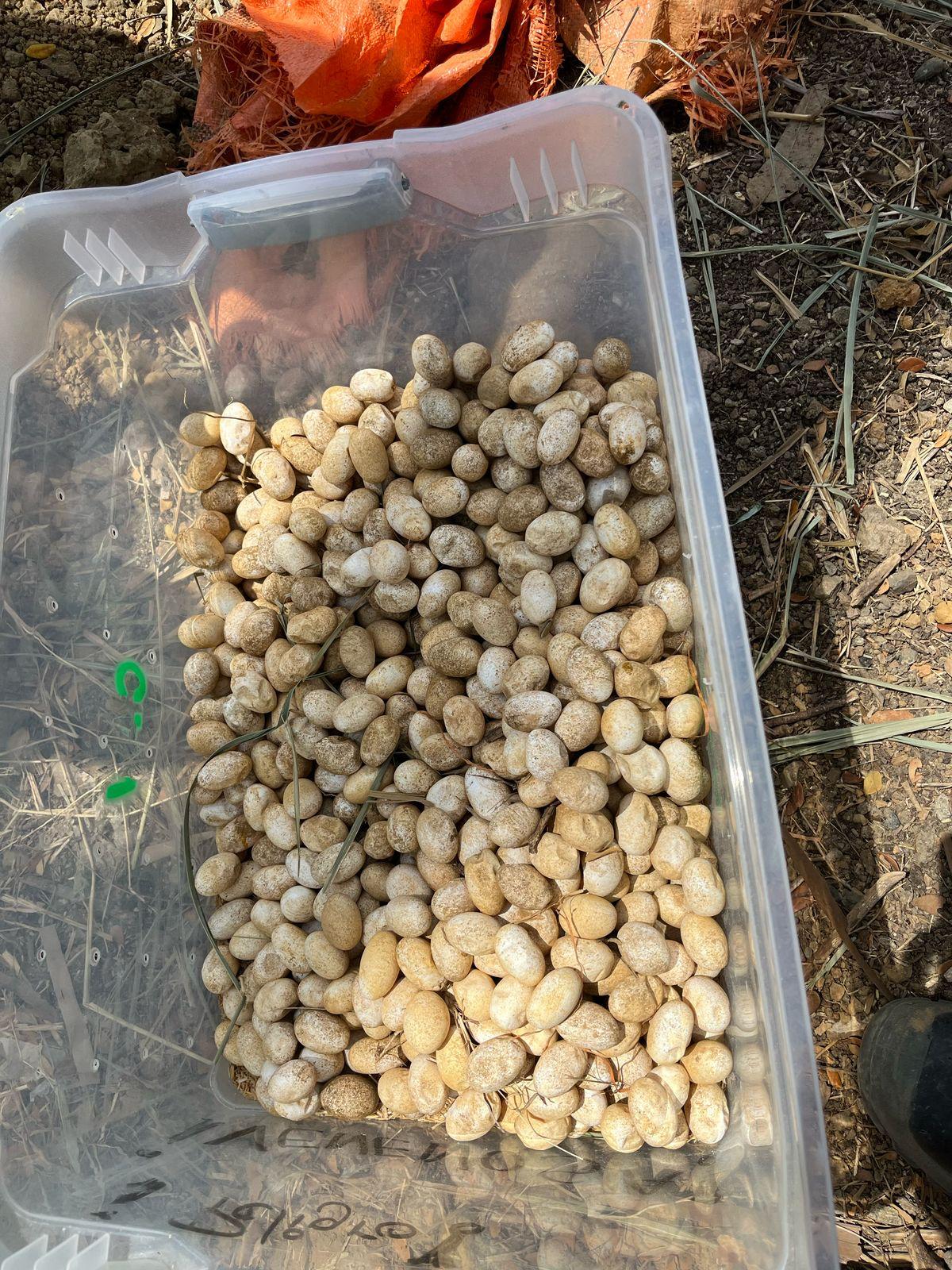 Intervienen nido de iguanas en el barrio Bonanza de la ciudad Montería. Foto: CVS.