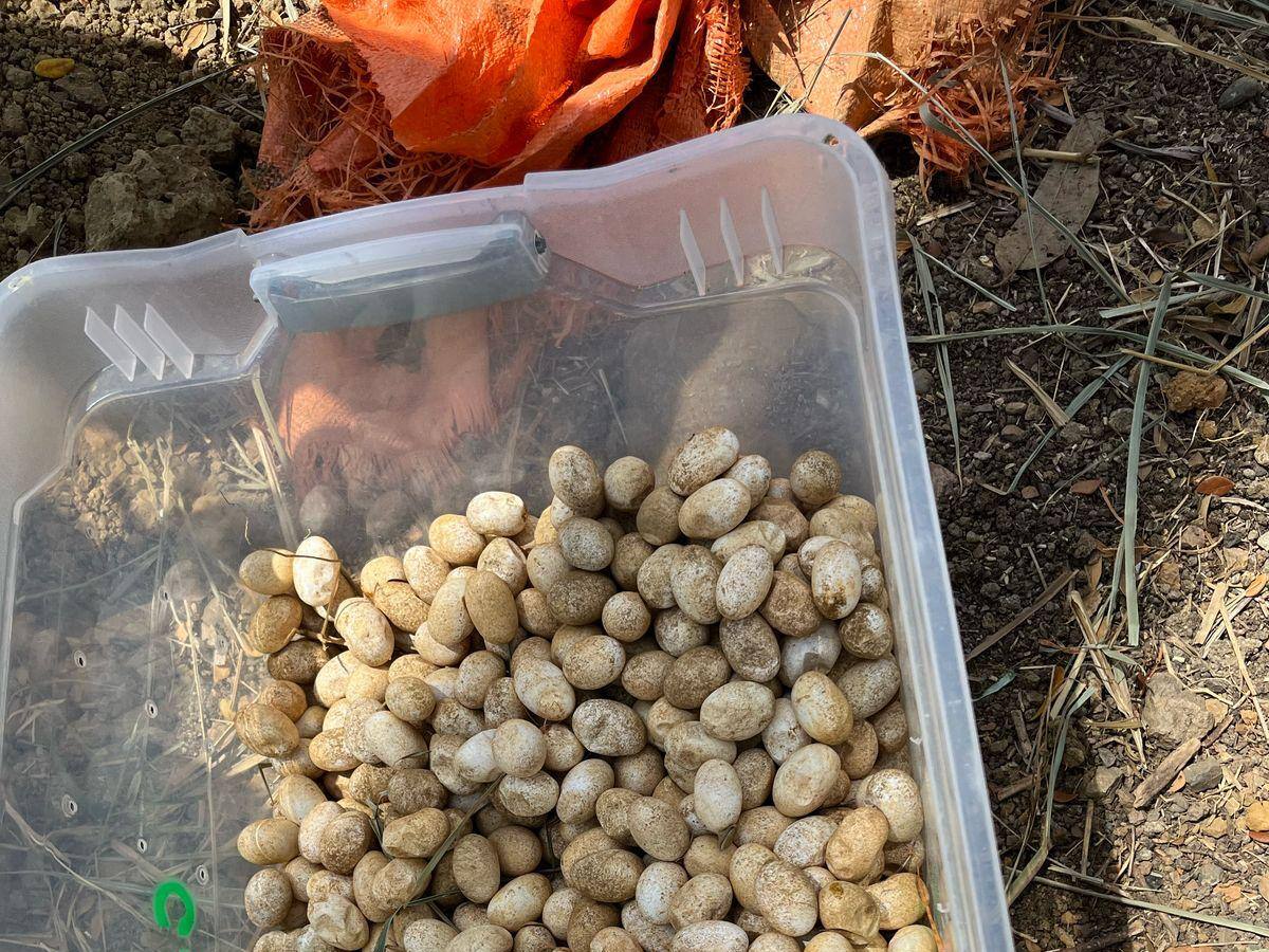 Intervienen nido de iguanas en el barrio Bonanza, en Montería