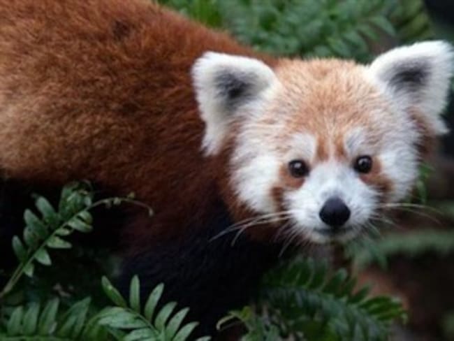 Panda Rudo Zoológico de EE.UU. recupera por Twitter a Rusty, el panda rojo