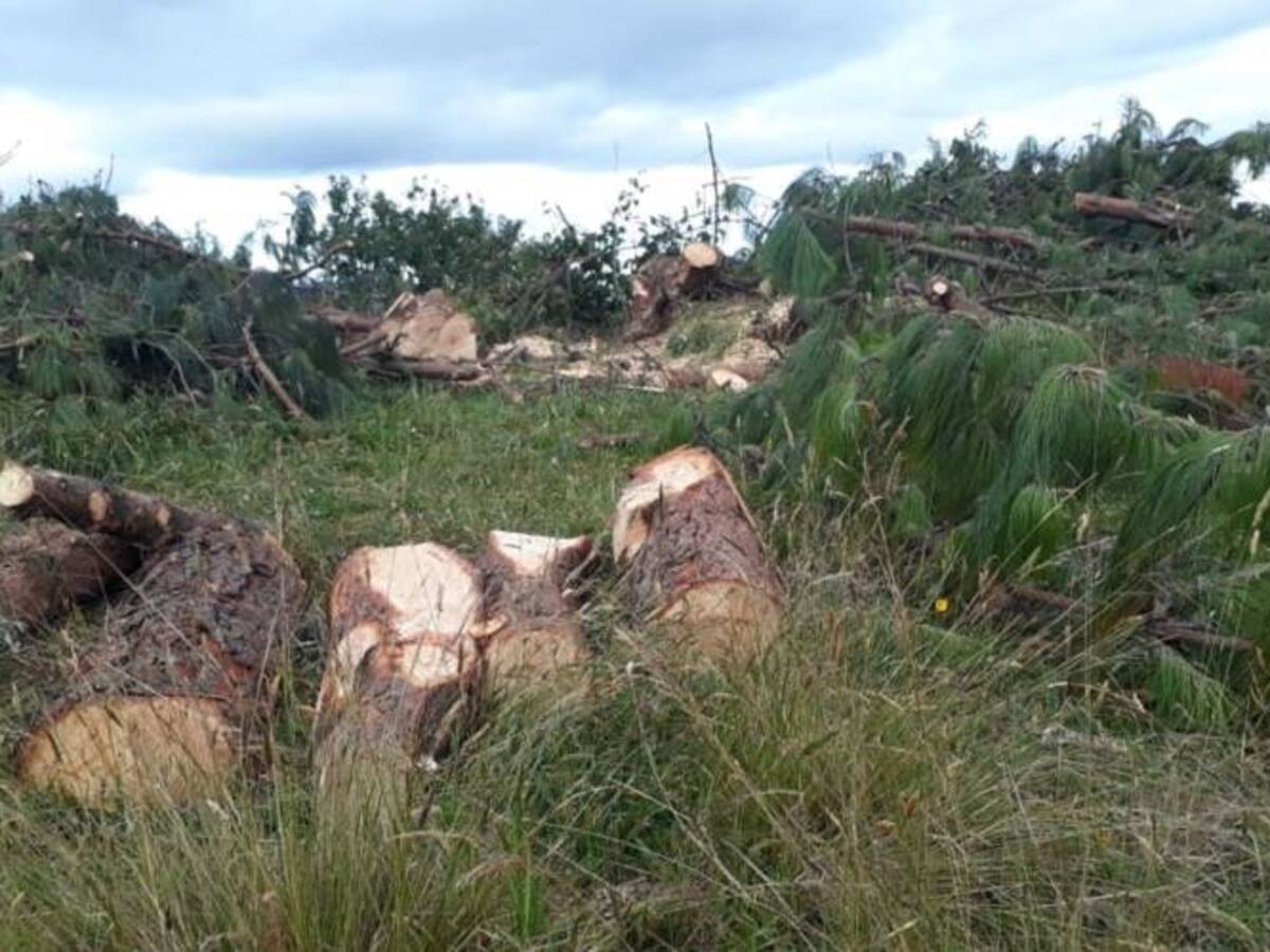 Denuncian deforestación en zona hídrica entre Firavitoba y Tibasosa