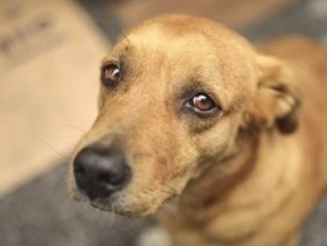 Perro consoló a cantante en un semáforo. Foto: Getty Images