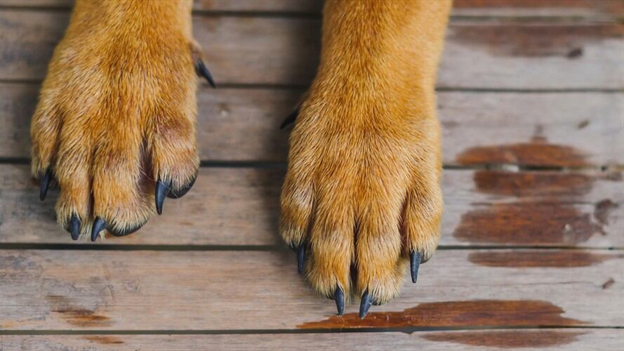 Fiscales del Grupo Especial para la Lucha contra el Maltrato Animal (Gelma) presentaron ante jueces de control de garantías a dos hombres. Foto: Getty Images / SUTHEP WONGKHAD