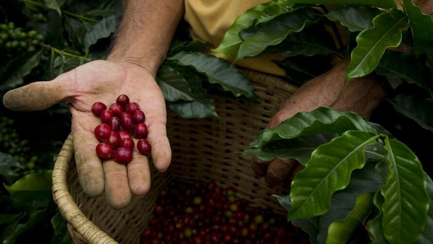 La producción de café de Colombia, mayor productor mundial de café arábigo suave lavado, cayó 12% en marzo y 4,4% en lo que va del año cafetero. Foto: Getty Images