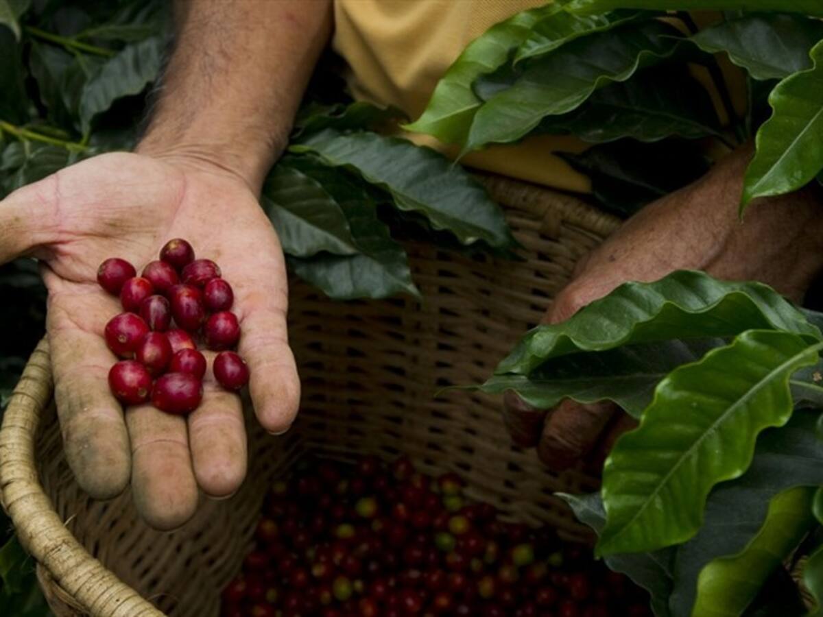 Sigue la caída libre de la producción de café en el mes de marzo