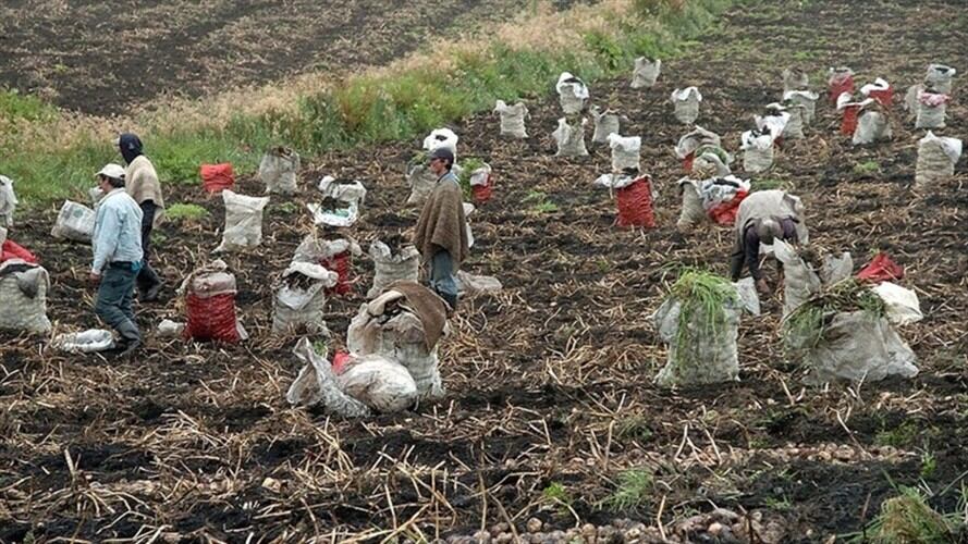 Alerta para los productores de papa por heladas en Norte de Santander. Foto: Colprensa