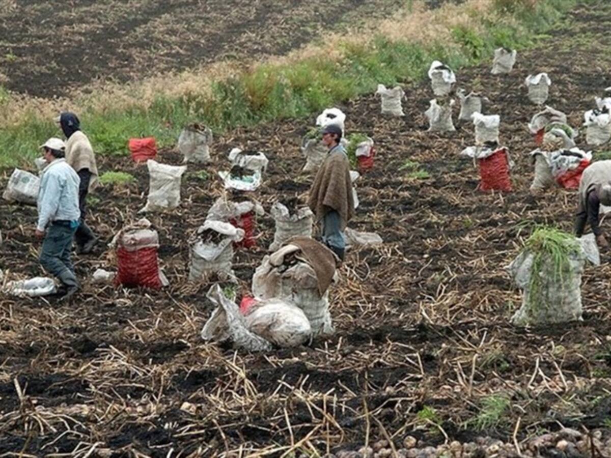 Alerta para los productores de papa por heladas en Norte de Santander