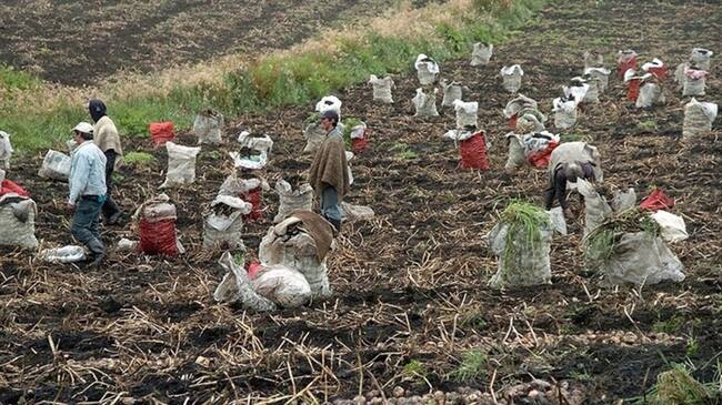 Alerta para los productores de papa por heladas en Norte de Santander. Foto: Colprensa