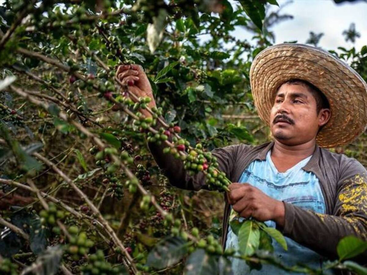 Cosecha cafetera en Risaralda se redujo entre 30 y 40 % este primer semestre