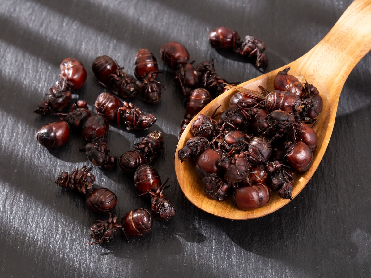 ¿A qué países llegan las hormigas culonas?