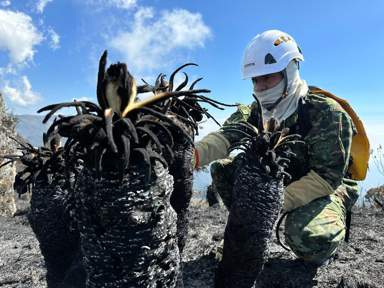 Empieza proceso de recuperación en el Páramo de Berlín. Foto: Quinta Brigada