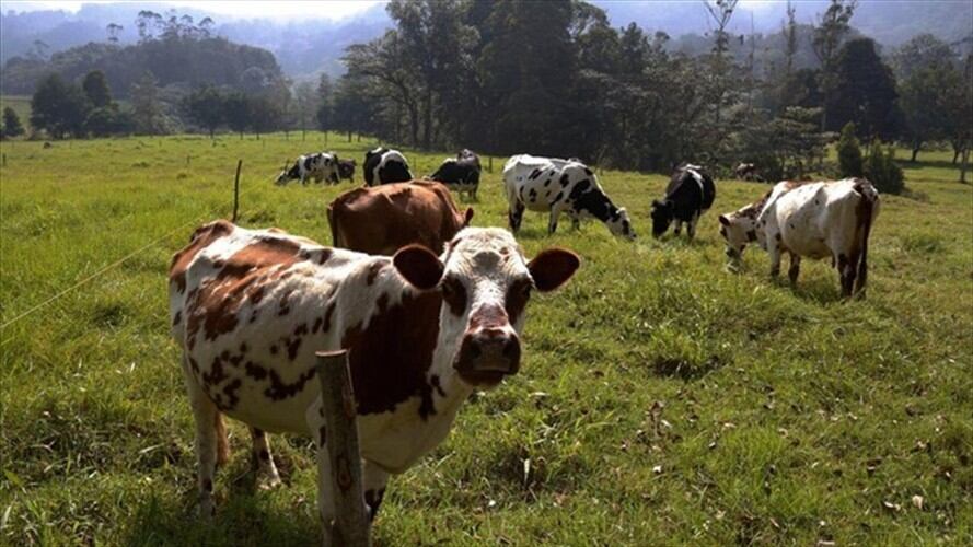 Las empresas sufrieron pérdidas en una semana de $300 millones.. Foto: La W