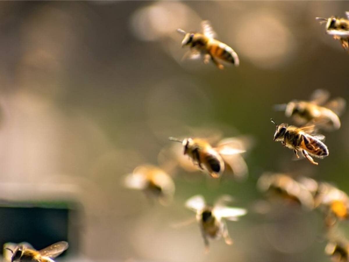 ICA suspende temporalmente el uso del Fipronil, un tóxico mortal para las abejas