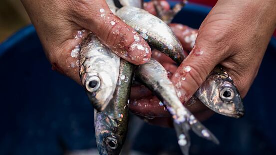 Imagen de referencia de pescado fresco. Foto: Getty