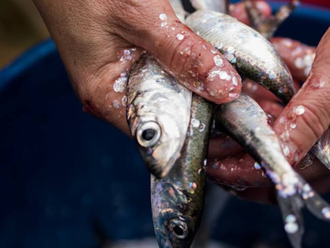 Imagen de referencia de pescado fresco. Foto: Getty