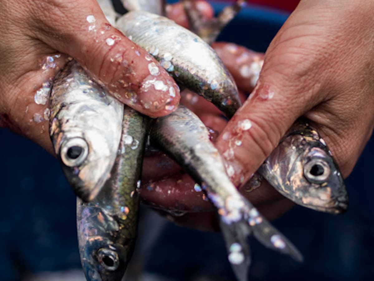 ¿Cómo identificar pescado fresco? Tome nota de estos consejos