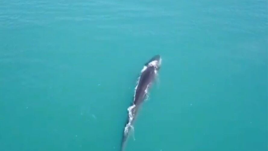 La ballena de aleta es la segunda más grande del mundo.. Foto: Cortesía