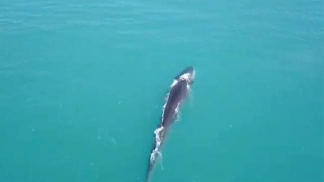 La ballena de aleta es la segunda más grande del mundo.. Foto: Cortesía
