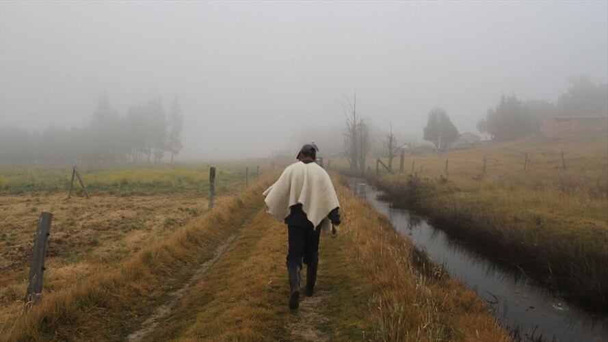 Dentro de su anunció, la carteta agrícola, aprovecho para recordad que durante esta semana, anunció apoyos como suplemento alimenticio para el sector ganadero por $8.000 millones. Foto: Colprensa
