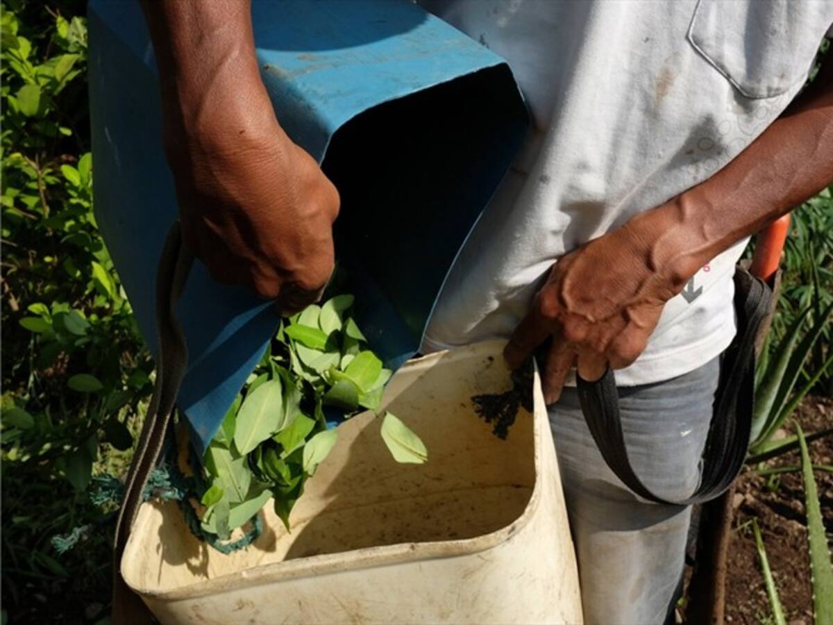 Fuerza Pública ha erradicado 30.000 hectáreas de coca este año
