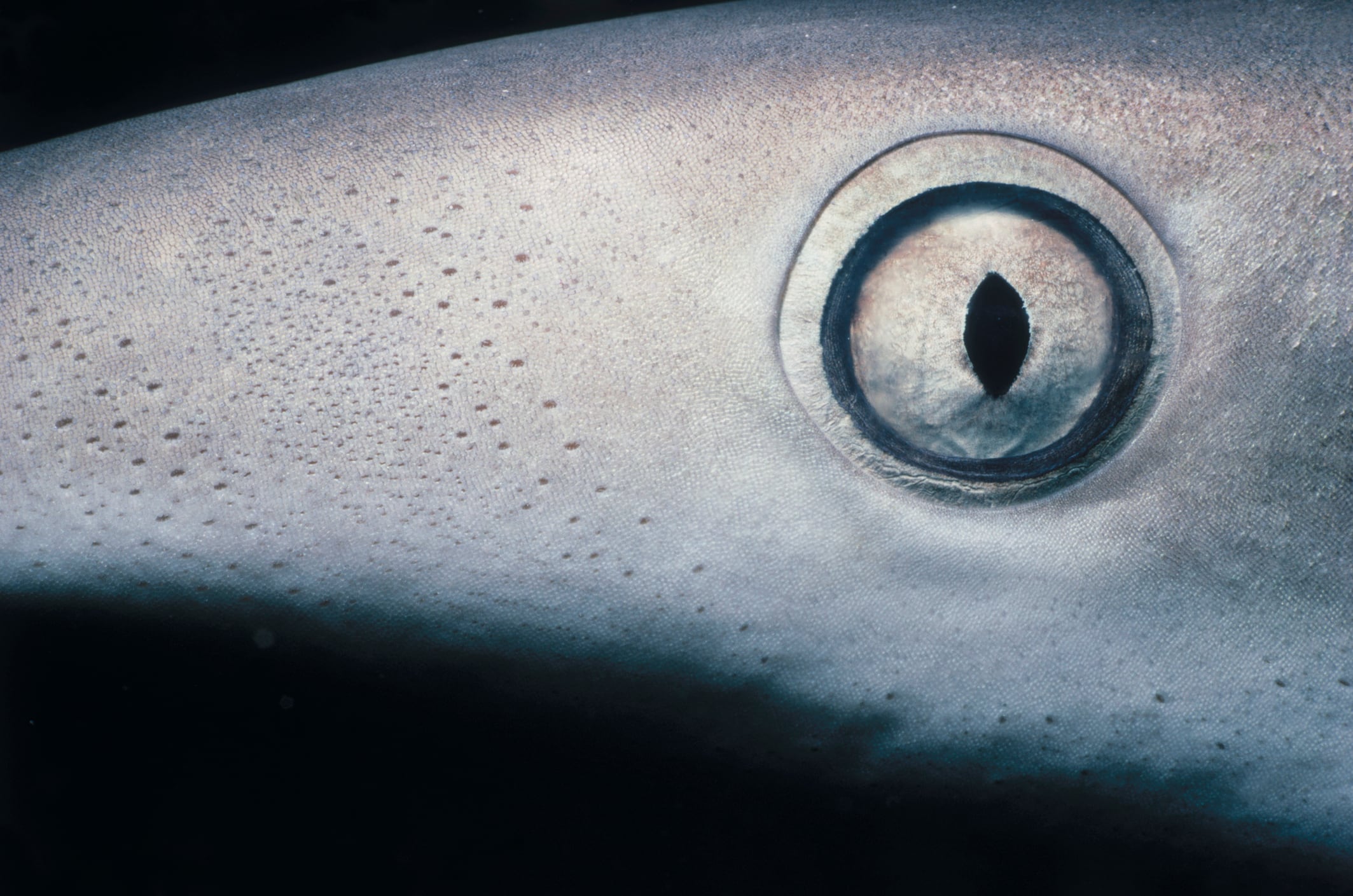 Ojo de tiburón, imagen de referencia. Foto: Getty Images.