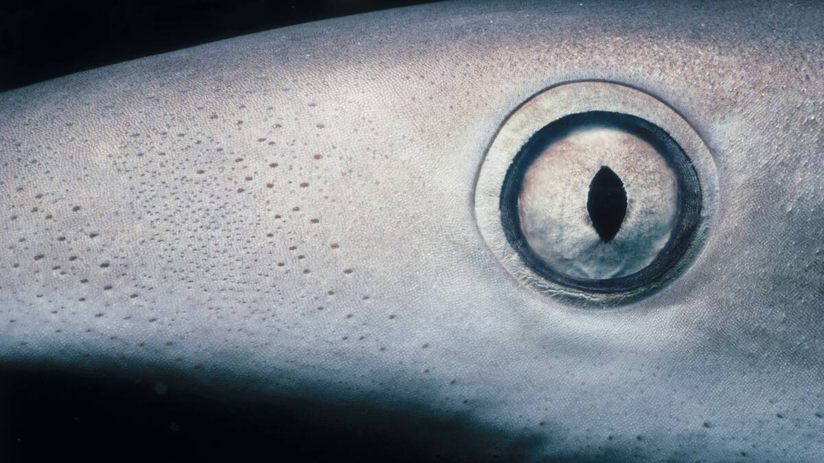 Este es el animal que puede vivir más de un siglo: su infancia dura 100 años