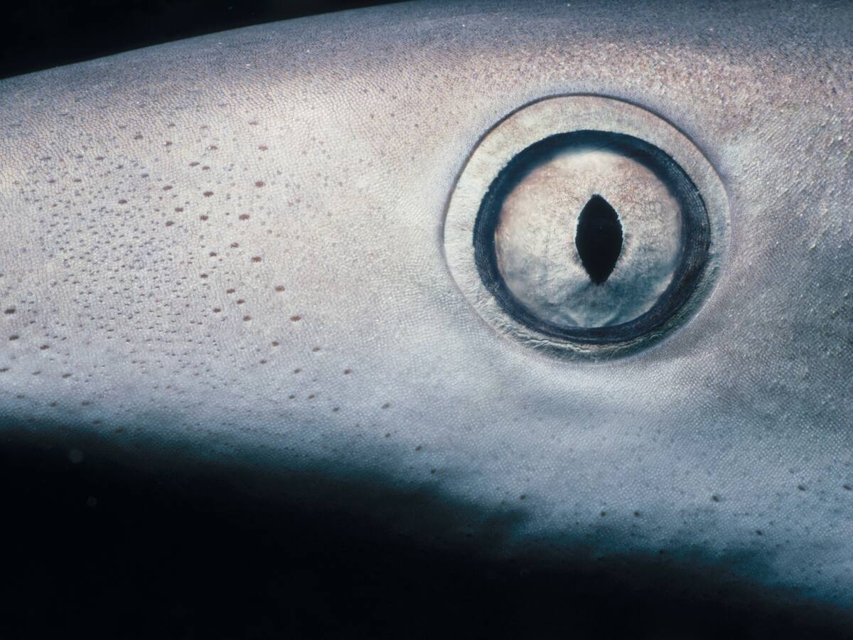 Este es el animal que puede vivir más de un siglo: su infancia dura 100 años