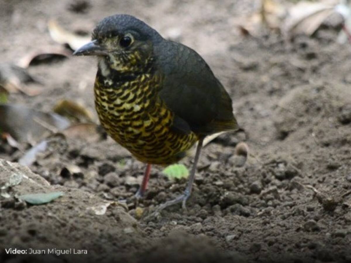 Descubren una nueva especie de ave en la Sierra Nevada de Santa Marta