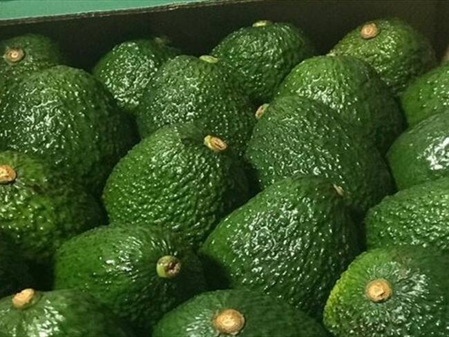 Colombia se posiciona como el cuarto país productor de aguacate a nivel mundial. Foto: Colprensa