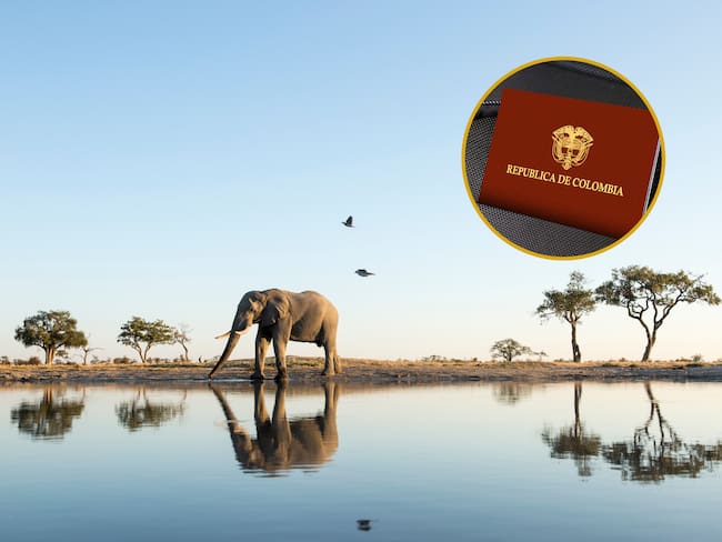 Elefante en el Parque Nacional Chobe de África. En el círculo, pasaporte de Colombia (Fotos vía GettyImages)