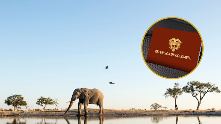 Elefante en el Parque Nacional Chobe de África. En el círculo, pasaporte de Colombia (Fotos vía GettyImages)
