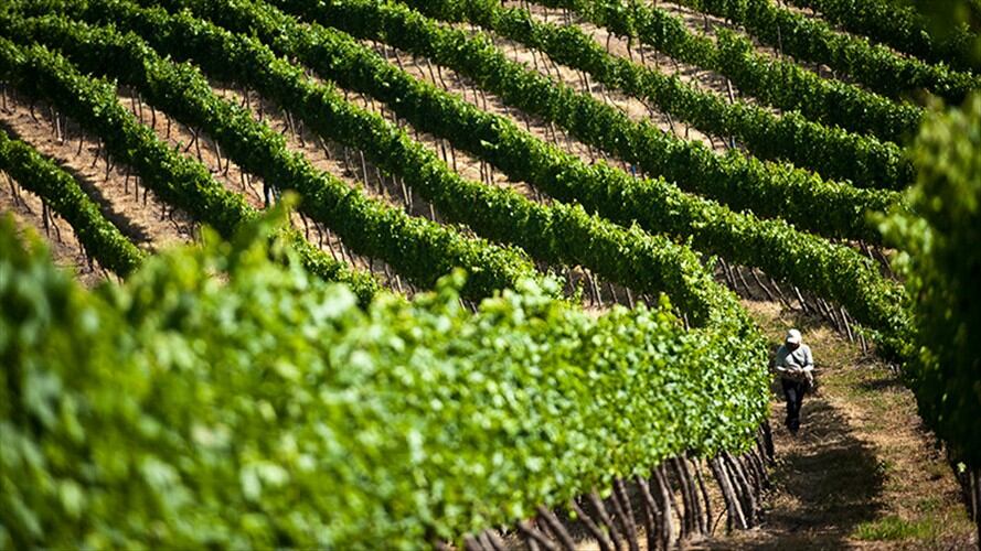 A la Contraloría llegó una denuncia a la que se le está dando trámite. Por eso la Contraloría hizo solicitud urgente de información al presidente de Finagro. Foto: Colprensa