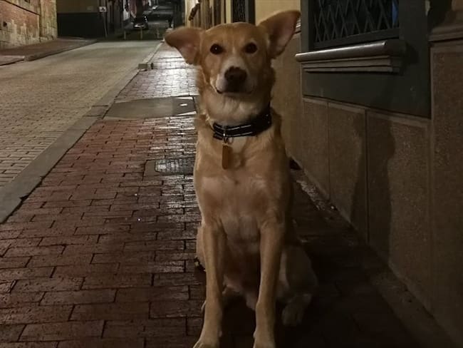 Apareció &quot;Chorizo&quot;, el perro perdido esta mañana en Bogotá. Foto: Twitter