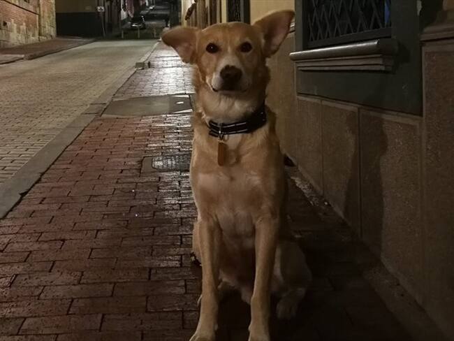 Apareció "Chorizo", el perro perdido esta mañana en Bogotá. Foto: Twitter