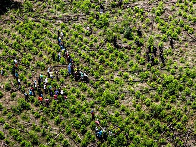 Existe preocupación por el incremento de las operaciones militares de erradicación y los enfrentamientos violentos en zonas que suscribieron acuerdos. Foto: Colprensa