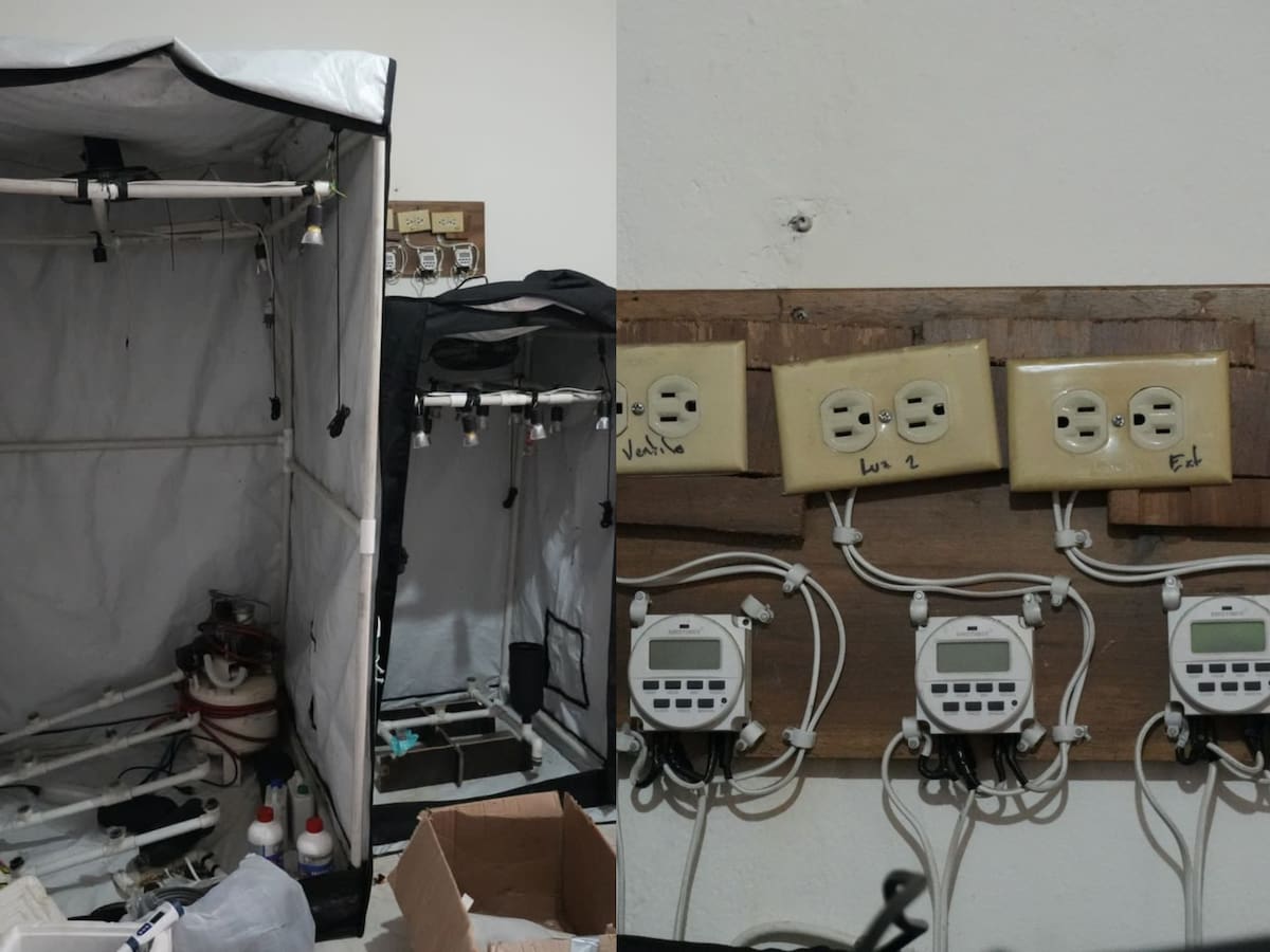 Descubren cultivo de marihuana en una casa en Bogotá: producía mensualmente hasta 50 kilos
