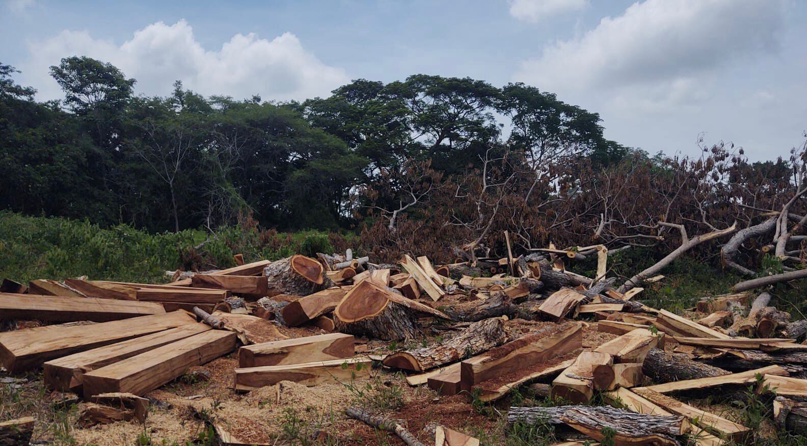 Tala de árboles/ Corpamag