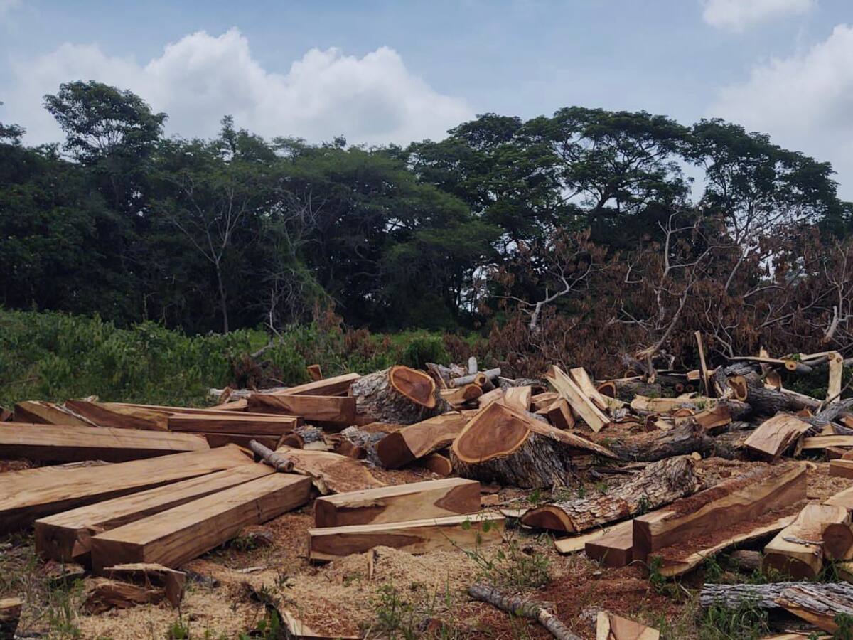 Autoridades ambientales incautaron 150 bloques de madera en El Piñón, Magdalena
