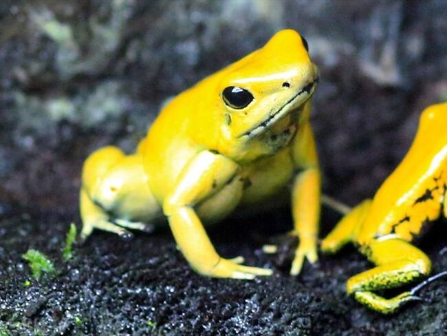 ¿Cómo combatir la extinción de especies silvestres por culpa del comercio ilegal?