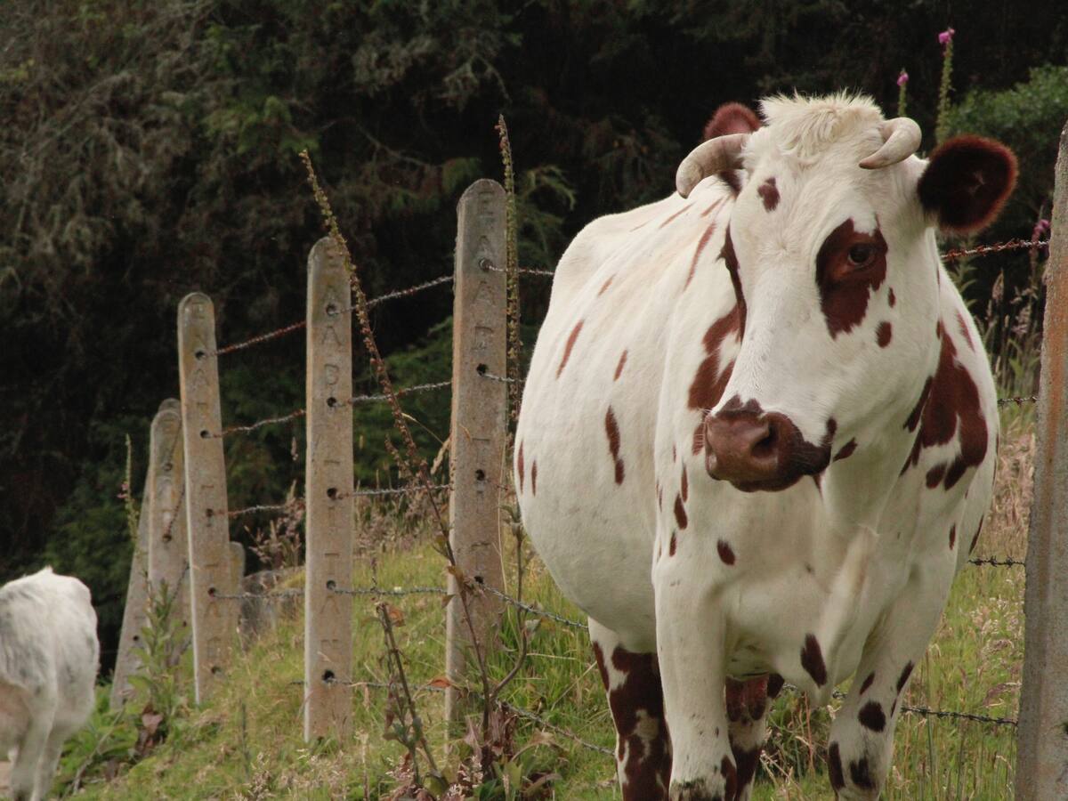 Autoridades alertan por venta ilegal de carne tras denuncias por robo de ganado en Cundinamarca