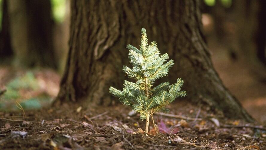 En Sigue La W, un exdirector y un director de Jardines Botánicos del país dieron su opinión frente a la inversión que se hará en Barranquilla para sembrar árboles.  . Foto: Getty Images