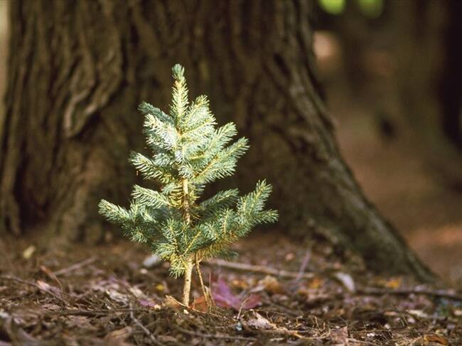 En Sigue La W, un exdirector y un director de Jardines Botánicos del país dieron su opinión frente a la inversión que se hará en Barranquilla para sembrar árboles. . Foto: Getty Images