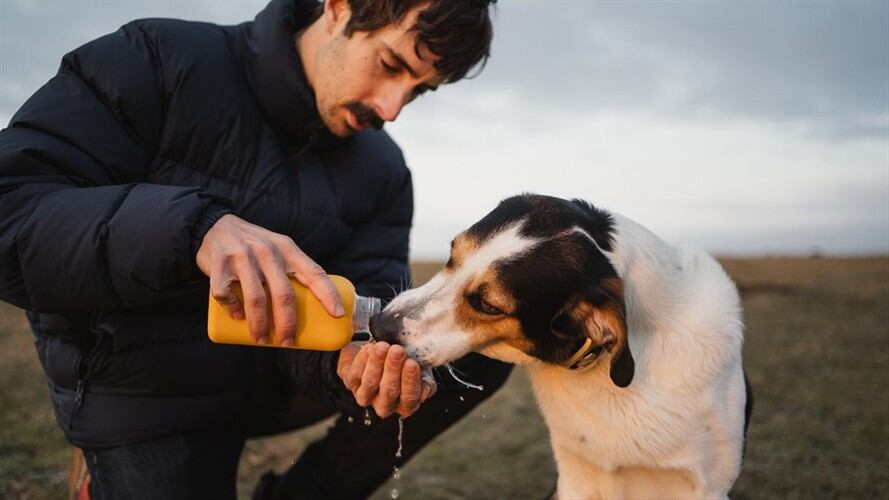 ¿Qué aspectos debe tener en cuenta antes de tener una mascota?. Foto: Getty Images